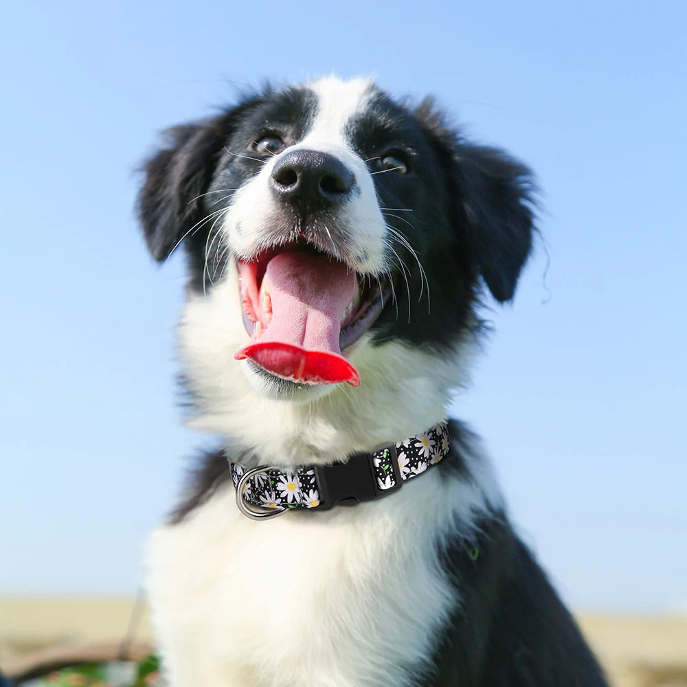 awBloom Printed Dog Collar